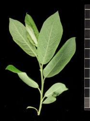 Salix basaltica. Underside of young leaves.
 Image: D. Glenny © Landcare Research 2020 CC BY 4.0